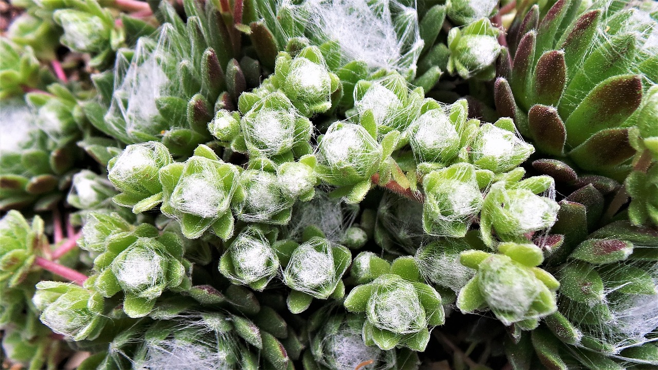 張家口棚戶區(qū)改造最新動(dòng)態(tài)，重塑城市面貌，助力民生改善