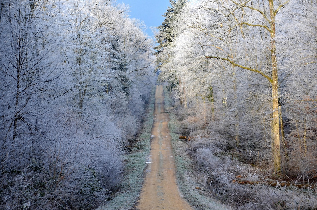 櫻花動漫下的夢幻世界探索