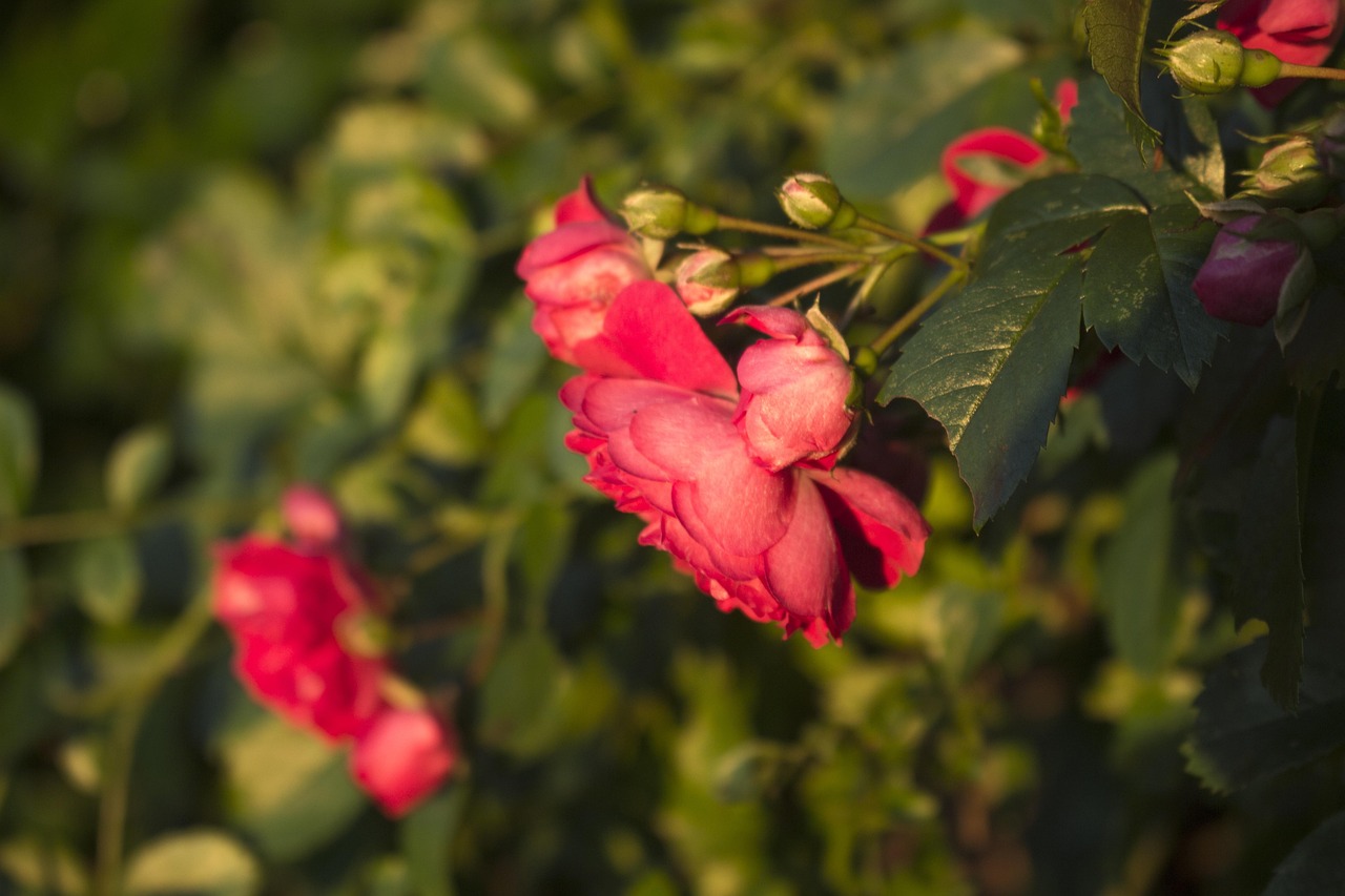 中國(guó)石油人事動(dòng)態(tài)，變革展望與未來發(fā)展趨勢(shì)