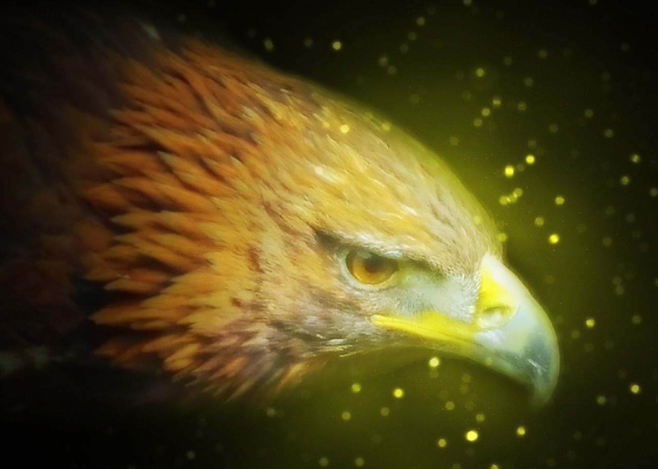 野山雞行情深度分析