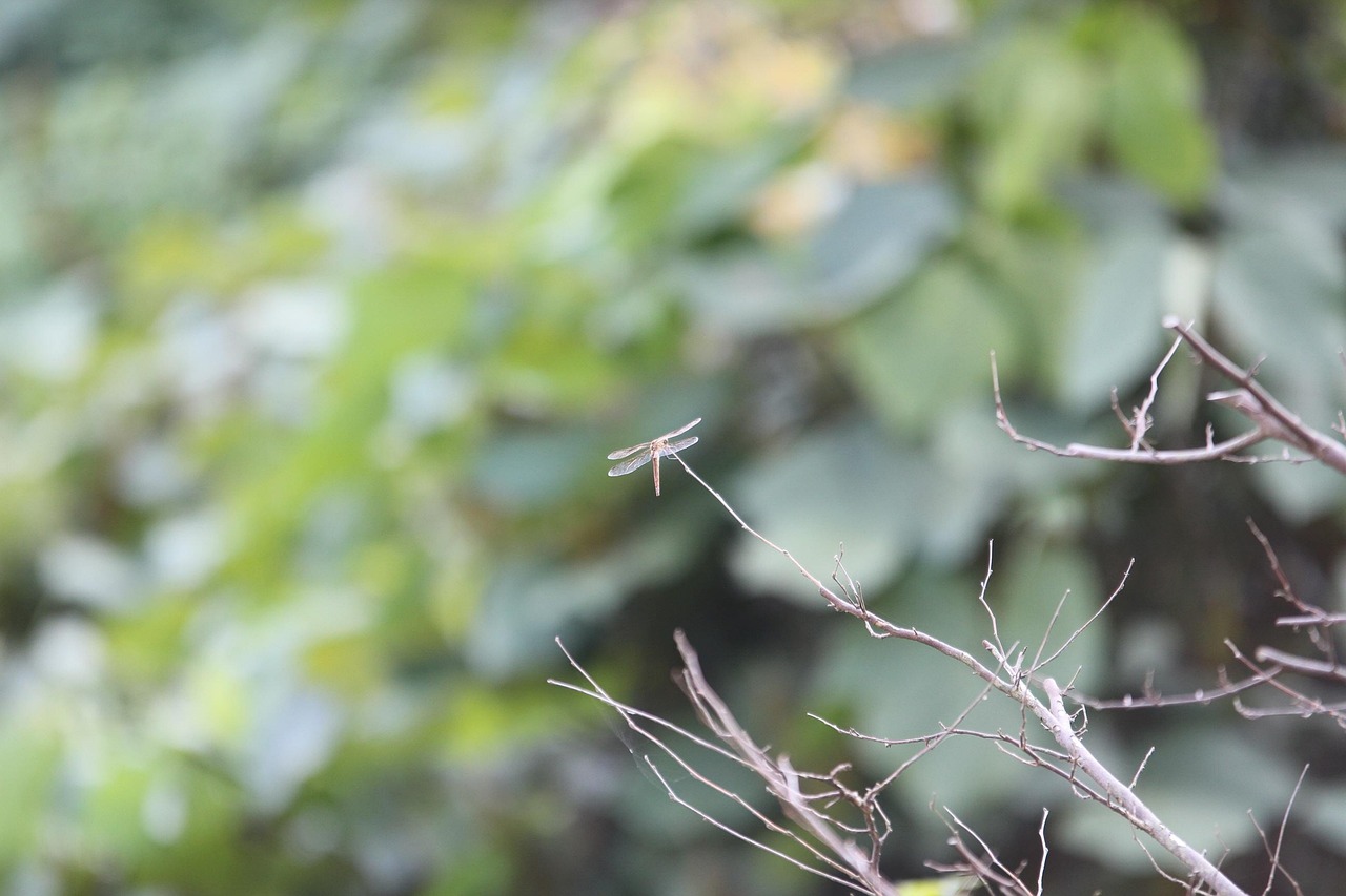 清山漫香林最新動(dòng)態(tài)揭秘，自然勝地的嶄新面貌更新！