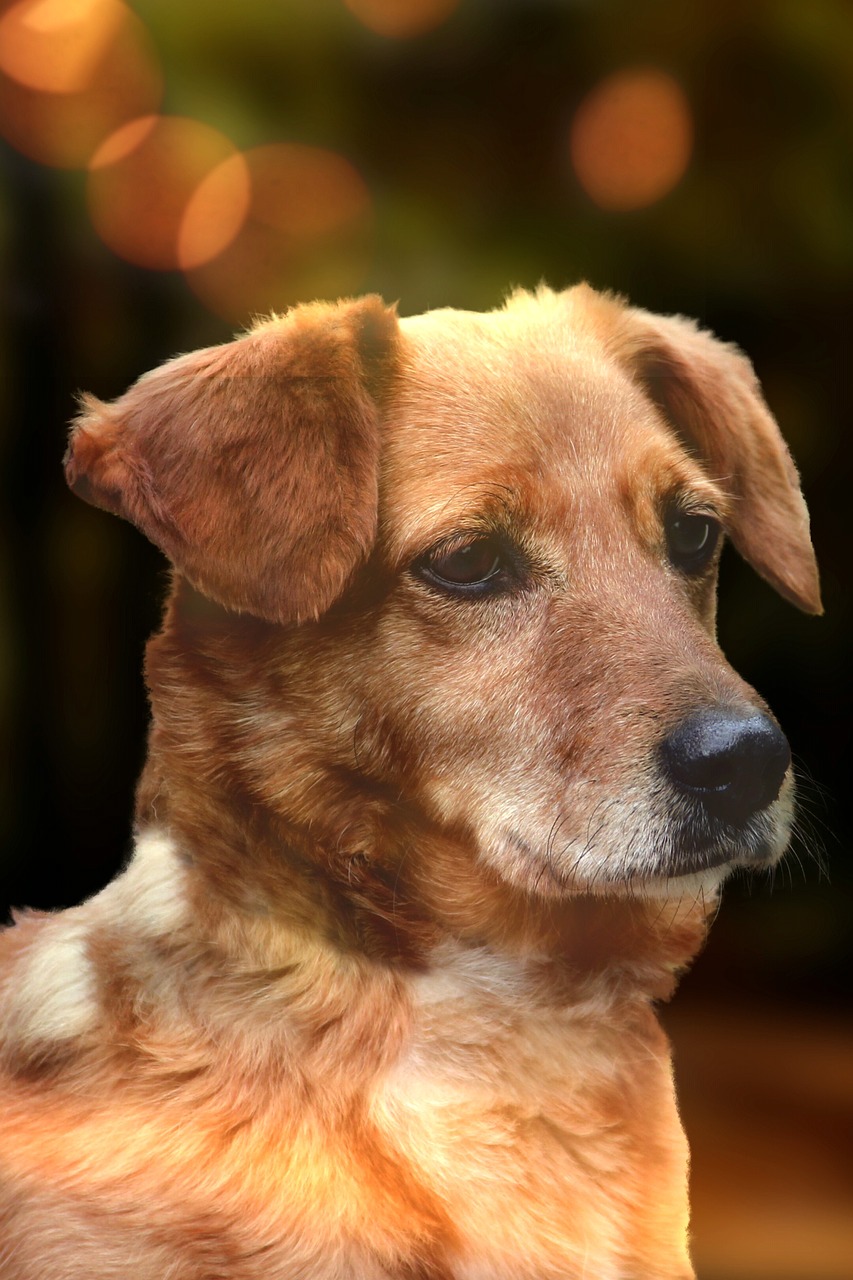 神奇動物在哪里，演員魅力與奇幻世界的完美碰撞