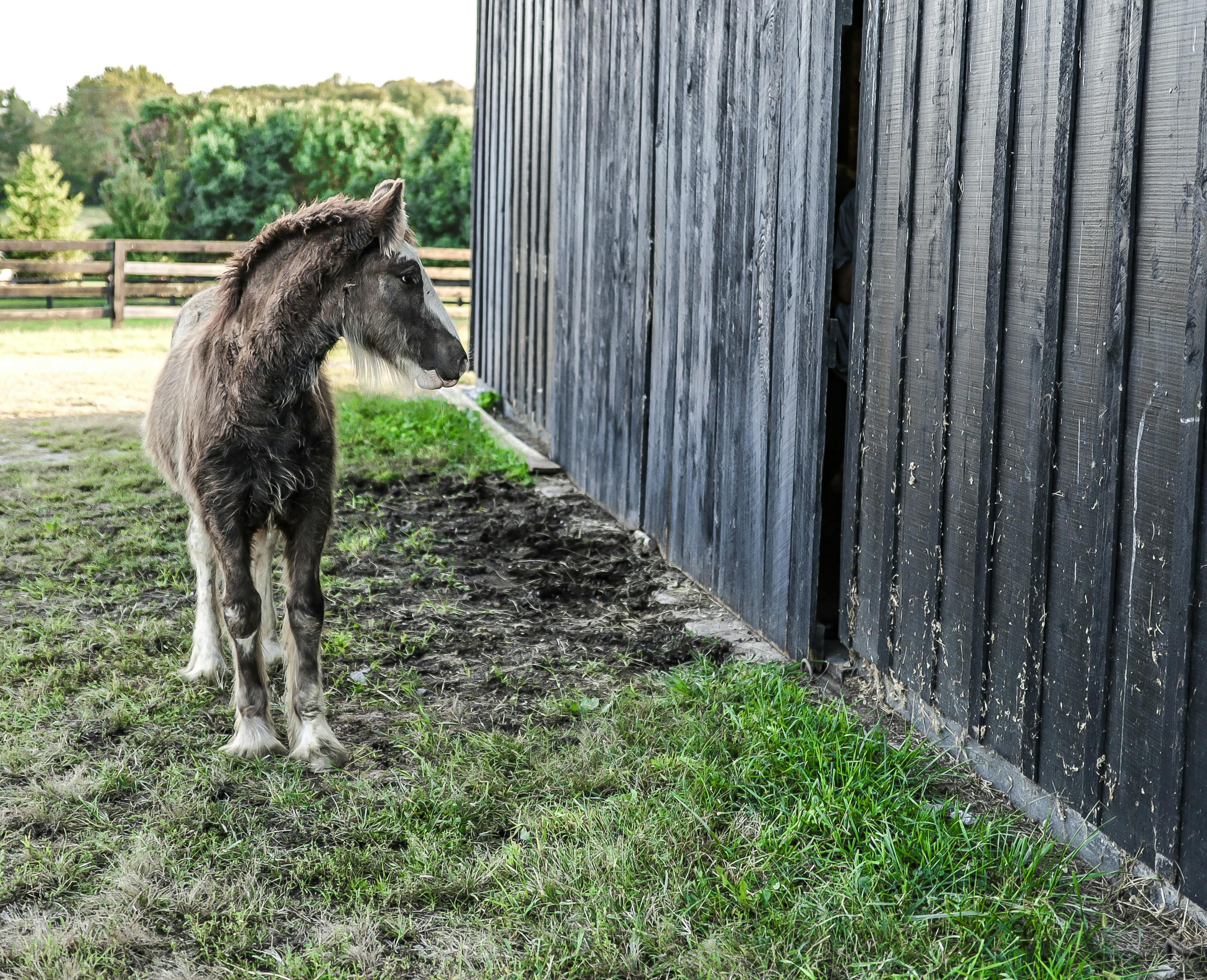 自然之美與人文情感的交織，花花葉葉新動態(tài)的探秘之旅