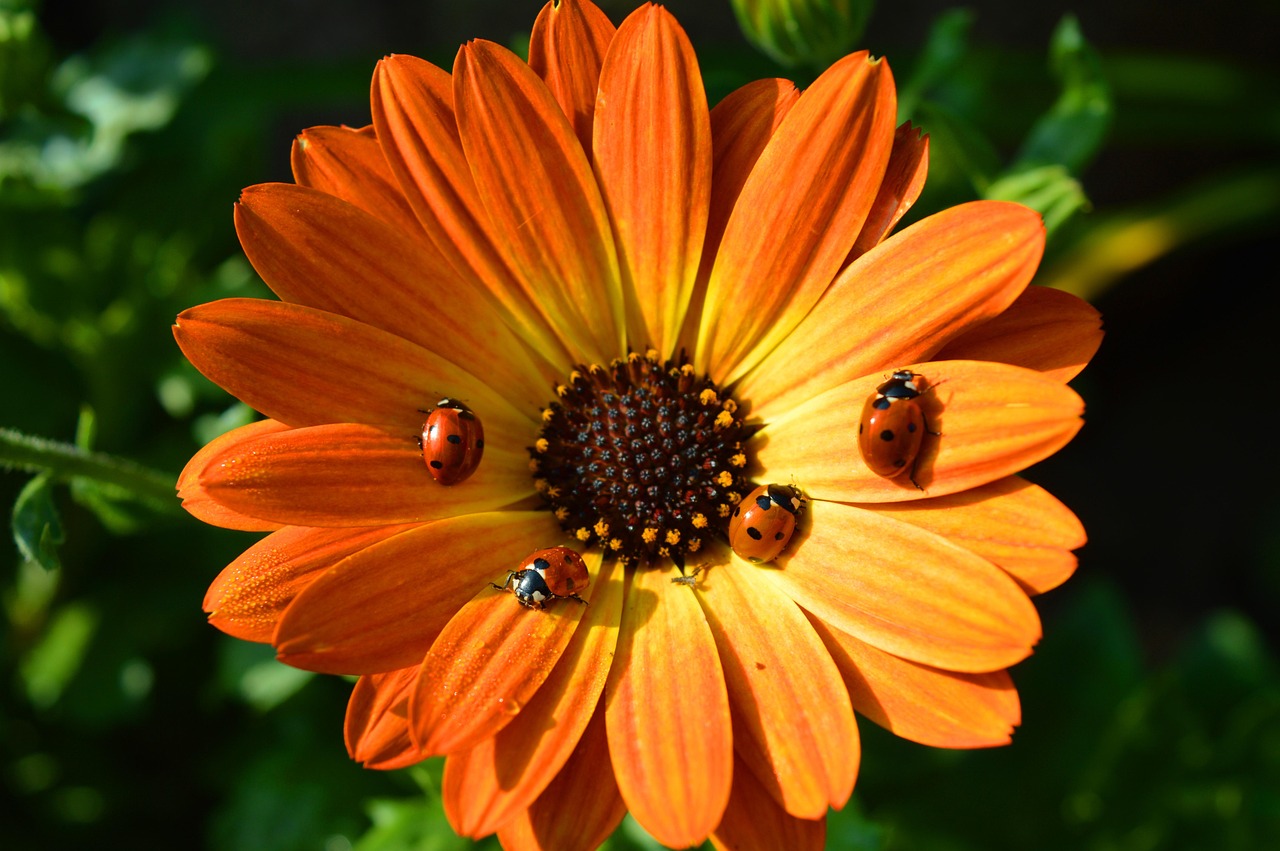 胃病疫苗研究最新動(dòng)態(tài)，突破與挑戰(zhàn)的并存之路